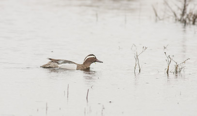 Garganey (Spatula querquedula)