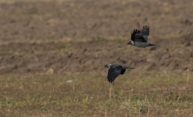 Jackdaw (Corvus monedula)