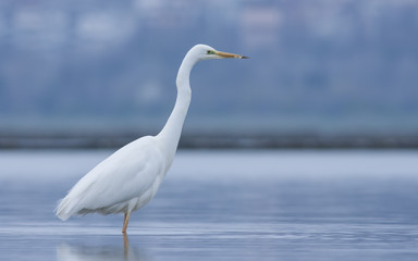 Great White Egret