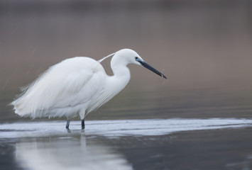 Little Egret