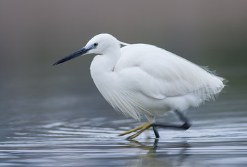Little Egret