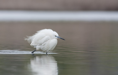 Little Egret