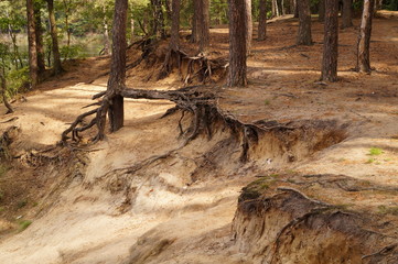 korzenie drzew na plaży