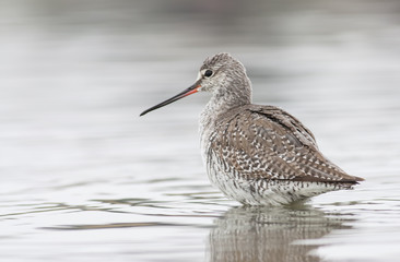 Spotted Redshank