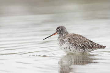 Spotted Redshank