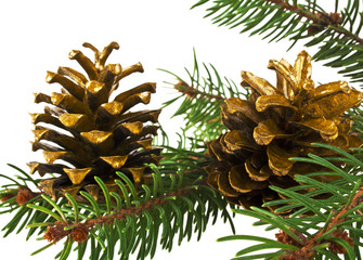 Branch of fir-tree and cone on a white background
