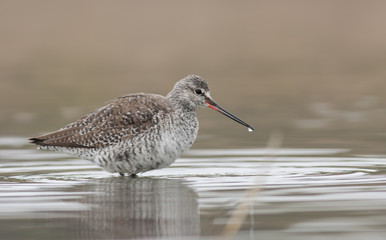 Spotted Redshank