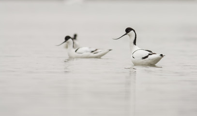 Pied avocet
