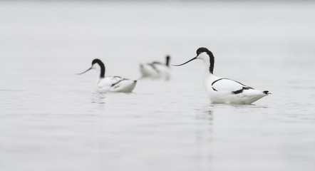 Pied avocet