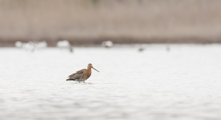 Marbled Godwit on Slough Shore