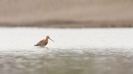 Marbled Godwit on Slough Shore