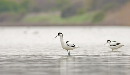 Pied avocet