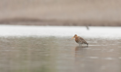 Marbled Godwit on Slough Shore
