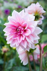 
Pink flower dahlia
