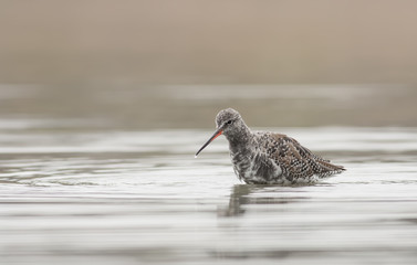 Spotted Redshank