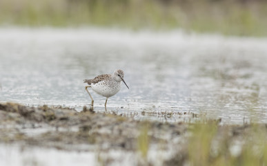 Marsh Sandpiper