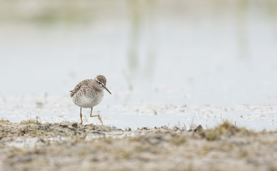 Marsh Sandpiper