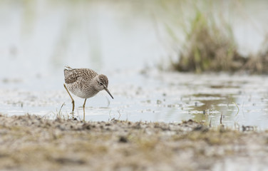 Marsh Sandpiper