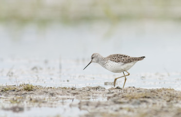 Marsh Sandpiper