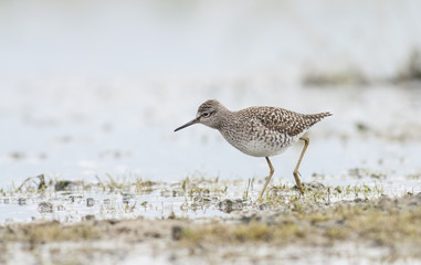 Wood sandpiper
