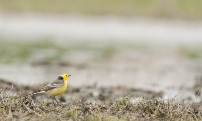 Citrin Wagtail