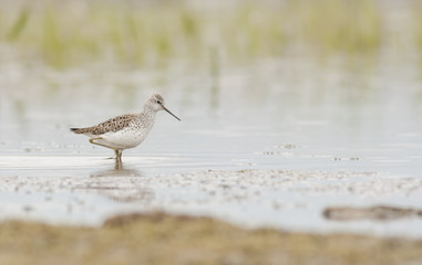 Marsh Sandpiper