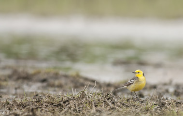 Citrin Wagtail 