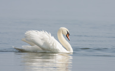 Mute Swan