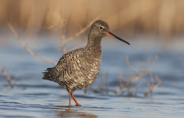 Spotted Redshank