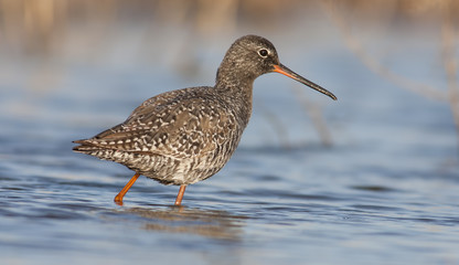 Spotted Redshank
