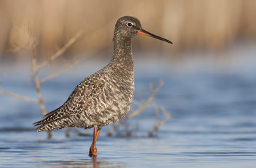 Spotted Redshank