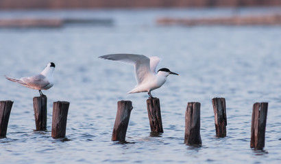 Sandwich Terns