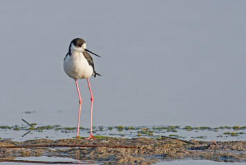 Black-winged Stilt