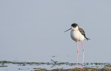 Black-winged Stilt