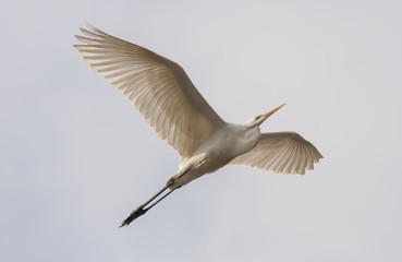Great White Egret