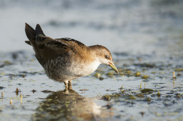 Little Crake (Porzana parva)
