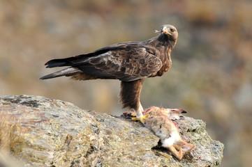 hembra de aguila real en su posadero habitural