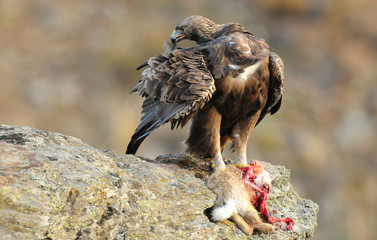 aguila real con la presa en la piedra