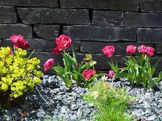 Tulpen blühen im Steingarten vor Steinmauer / Trockenmauer / Trockenbau