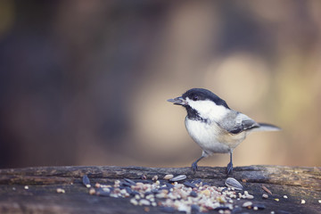 Close up of a chickadee eating a seed