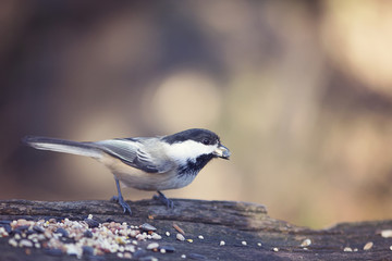 Chickadee eating a seed