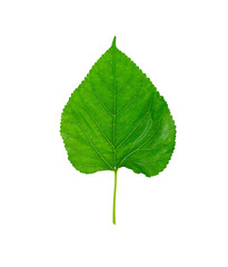 Green leaves on white background