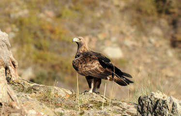 la hembra del aguila real en la montaña