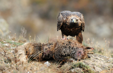 zooro muerto y aguila real