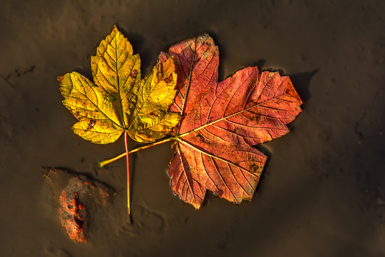 Autumn leaves in a puddle