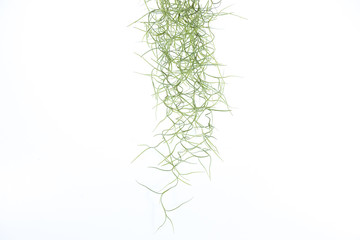 Green leaves on white background