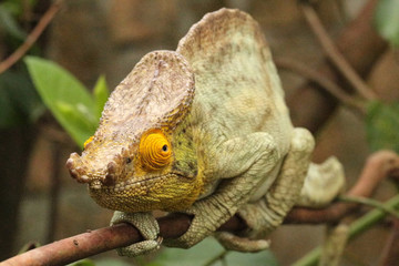 Camaleão em Madagascar