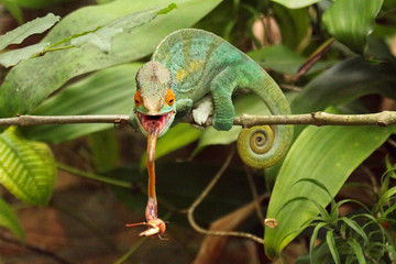 Camaleão em Madagascar