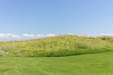 Perfect grass meadow