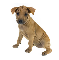 Dog portrait on white background